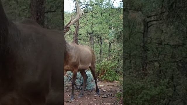 Олень красавец