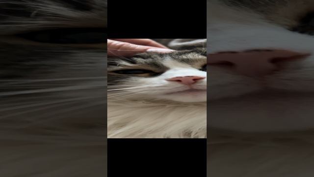 Моя тарахтелочка