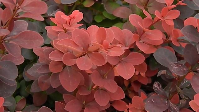 Berberis thunbergii Orange Rocket