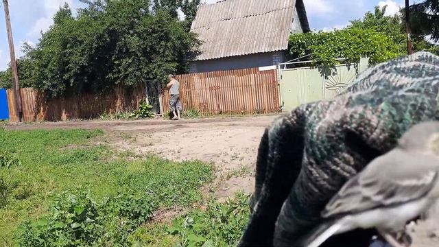 Трясогузки,редкие кадры.