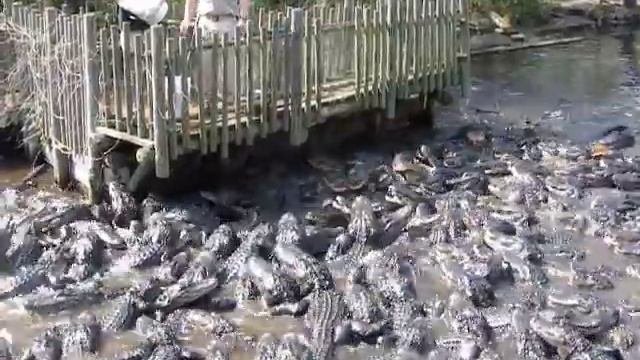 Кормление крокодилов. Feeding of alligators.