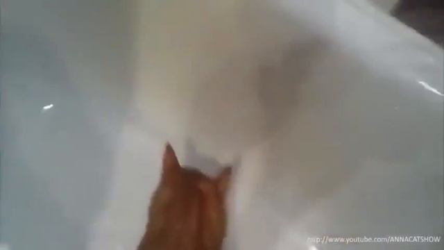 Лучшая подборка 2017  Кошки, коты  Смешные котэ, Кошки дерутся  ТОП драк котов 2017