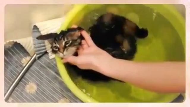 Котенок мейн-кун - полоскун:)