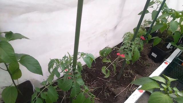 Репортаж из теплицы Светланы (Svet-Kara), Матросово. Экспериментальная высадка томатов в апреле