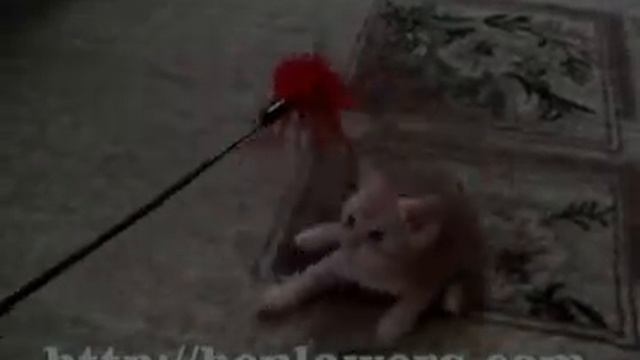 кремовый страйт x264