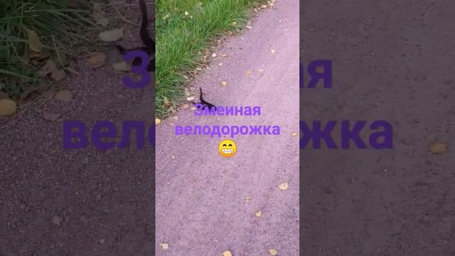Змеиная велодорожка???