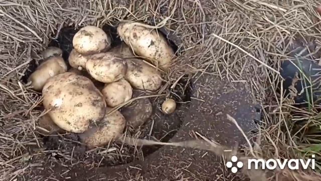 ЭКСПЕРТЫ С ПОСАДКОЙ КАРТОФЕЛЯ САРПО МИРА И СЫНОК  ВАЦАП ДЛЯ ЗАКАЗА 8-915-245-81-59 ПИСЬМЕННО