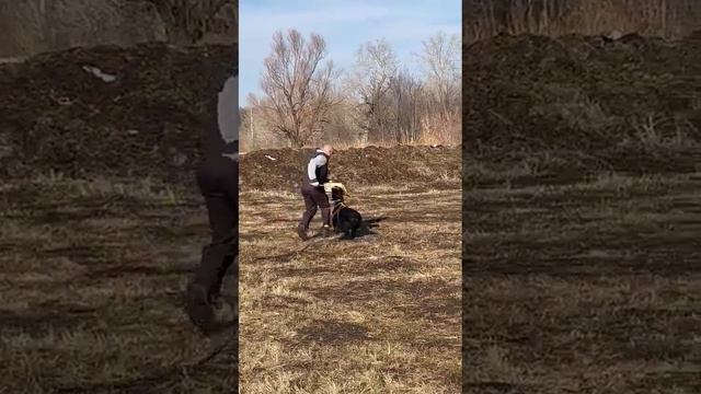 Ризеншнауцер Фима 2,5 г, тренинг с Мининым.26.03.23