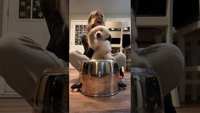 Собачка