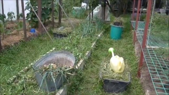 Посадка свеклы после лука.