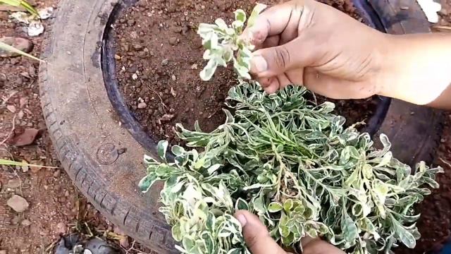 വെറുതെ ഇരുന്ന് മടുത്തില്ലേ എന്നാൽ ഇതാ....Spilled pot ideas(Enchanted Gardening)#stay safe#