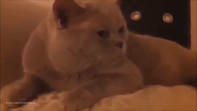 Кот разговаривает с хозяином