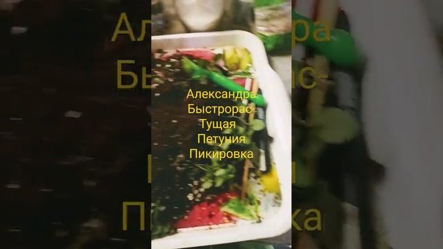 Пикировка петунии Александра быстрорастущая и мелисы #дача #огород #цветы #петуния #plant #flower