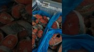 #обзор #икорнаялавка #караганда #семга #цена #деньрождения #уменя