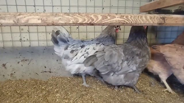 Австралорп цвета SPLESH. Смотрим внешний вид (экстерьер).