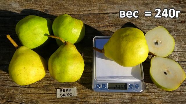 Самый зимостойкий сорт в нашей коллекции / Груша БЕРЕ СИКС