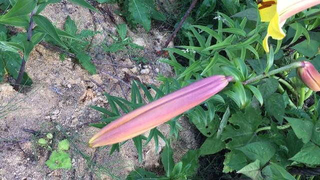 Лилия Golden Splendour (Lily Golden Splendour)