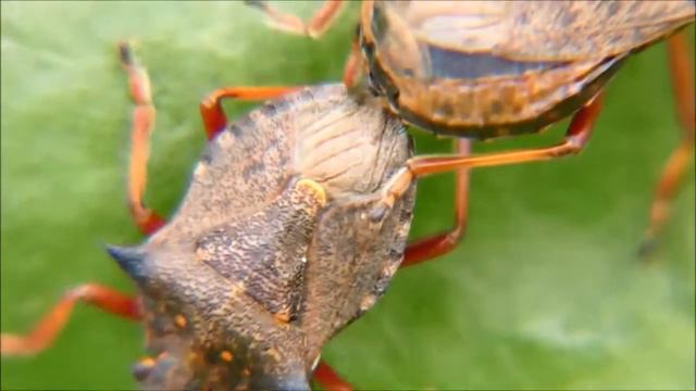 Picromerus bidens - Spiked shieldbugs mating