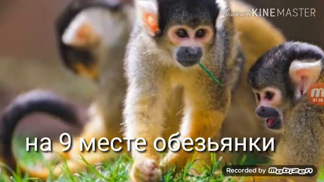 Топ 17 моих любимых животных