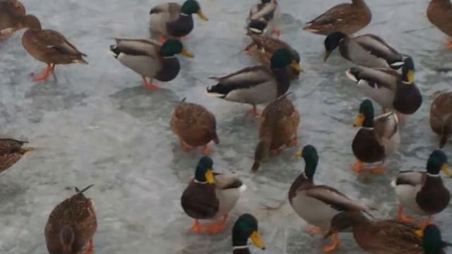 Утки и гуси, кому весна, а кому зимовка! Аnimals,Tiere
