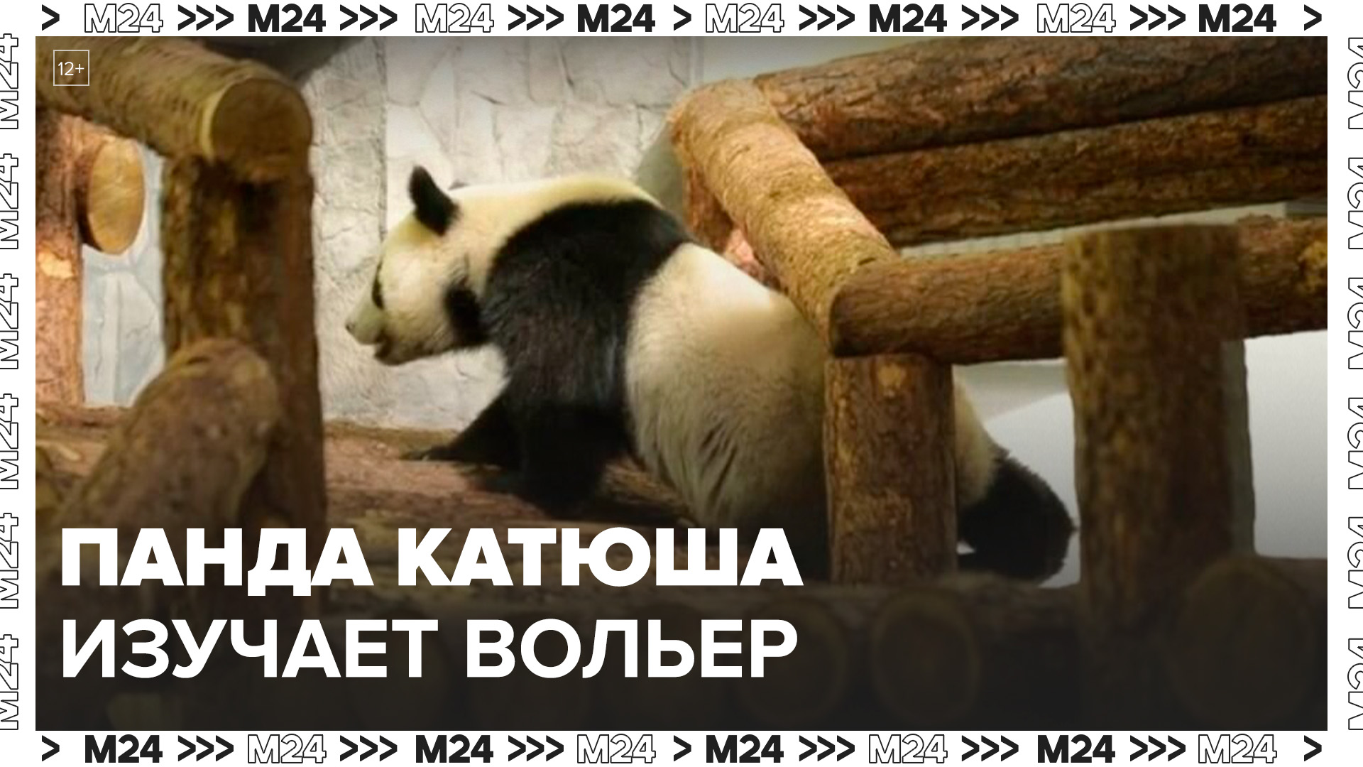 В Московском зоопарке показали, как панда Катюша залезает на высокую конструкцию - Москва 24