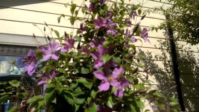 Plants that Will Grow in Shade - Clematis!