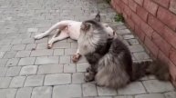 Кала и Феликс. Последние дни вместе 💖