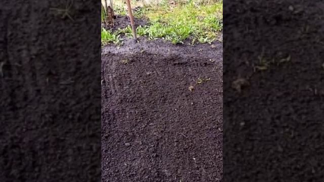 Газон на даче быстро и просто