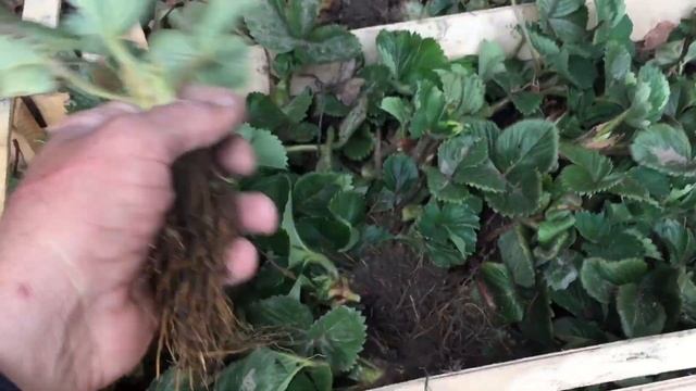Рассада Клубники Альба