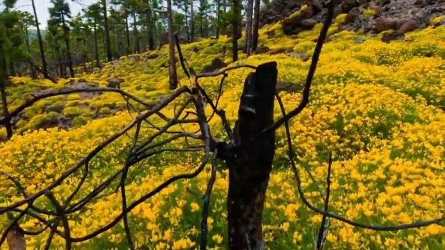 Красивые и душевные видео ролики Потрясающе видео звездного неба и природы в ускоренной съемке