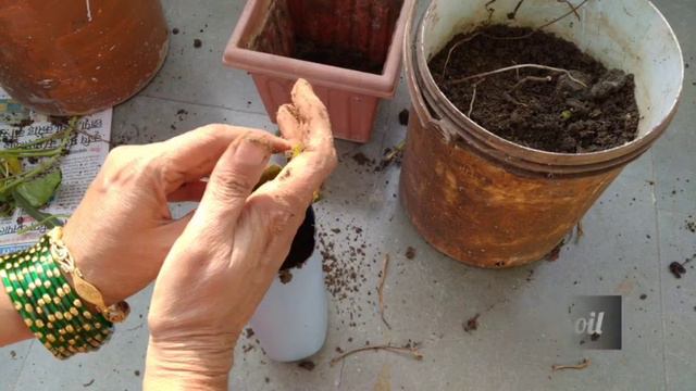 बगवानी में बॉटल्स का उपयोगPLASTIC BOTTLE GARDEN IDEAS | Balcony Garden Ideas |How to #Reuse_waste