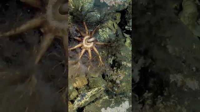 The sea cucumber is having lunch