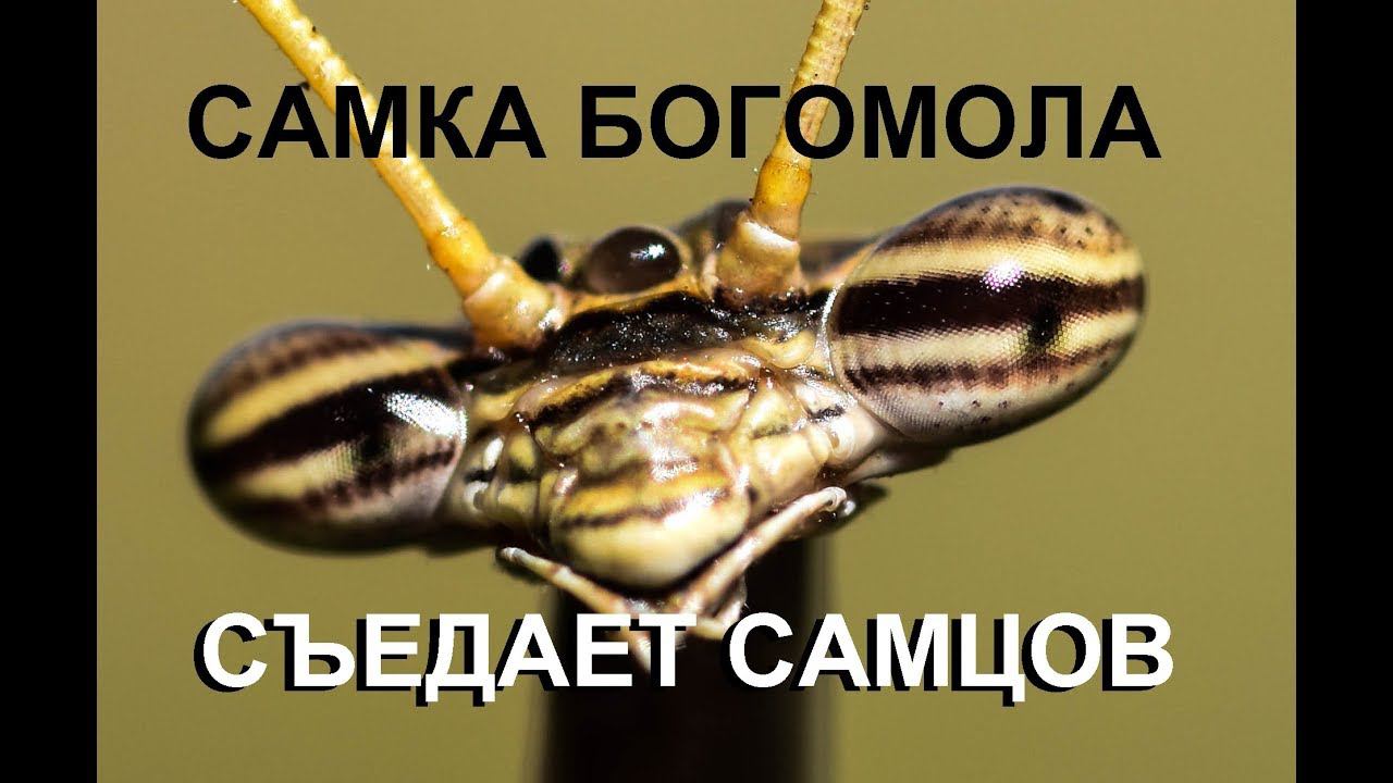 Самка богомола поедает самца A female mantis eats a male mantis