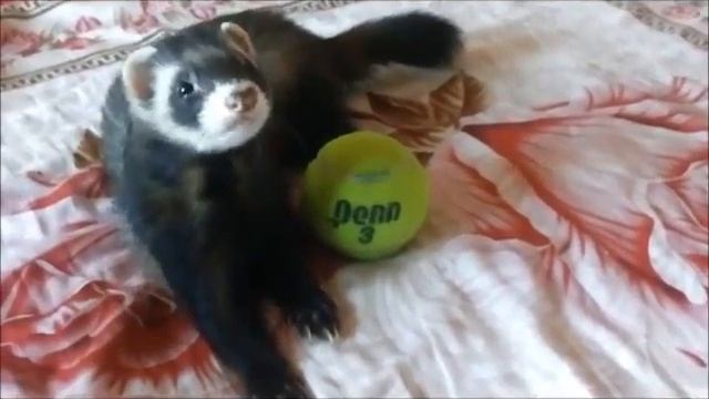 Ferret хорьки как быстро уснуть циркач