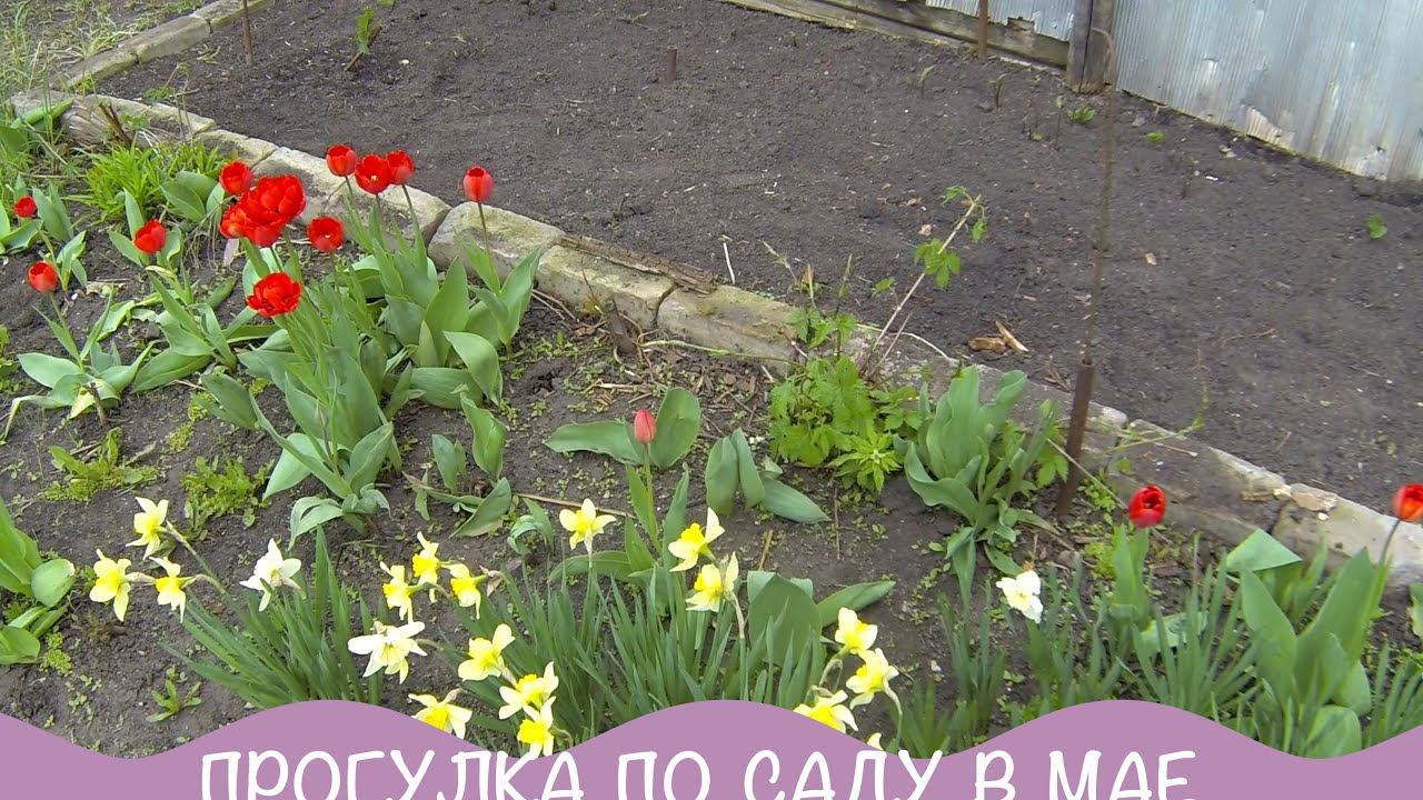 Прогулка по саду в майские праздники. Про дачу № 17