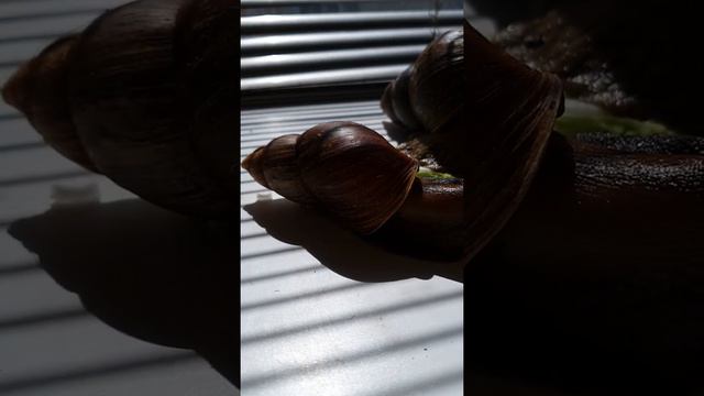 Ахатина тюмень