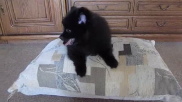 Щенок шпица. Ozzy, 2 месяца