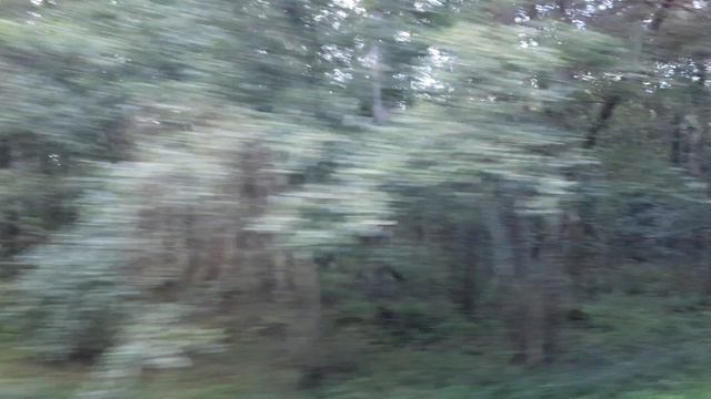 Природа, деревья леса Куршской косы, история танцующих деревьев на Курской косе и почему они кривые