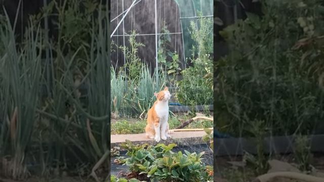 Кот не боится воды
