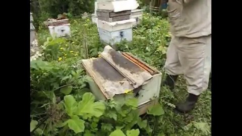 злые пчелы на пасеке - причина появления и что делать , часть 2 ( как осматривать )