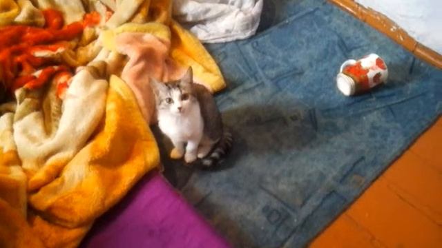 Котенок  Кейси