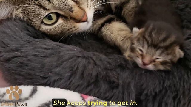 Kittens were Abandoned At the Clinic, but the Mother Cat Didn’t Leave Her Children and Found Them A