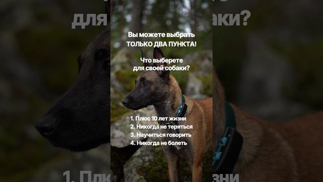 Со вторым пунктом отлично поможет GPS-трекер Petsee 🐾 WB арт. 162135437