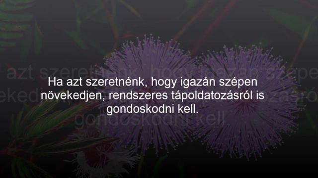 A mimóza gondozása