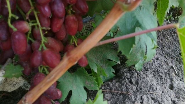 ГФ винограду Ширіф, Борисфен та Центуріон. 5.08.22р.