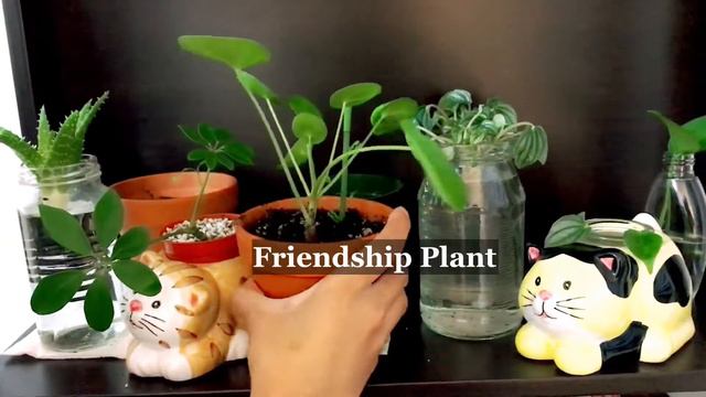 Meow’s Corner | House Plants / Future Plantita