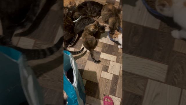 Волонтер высыпала котам последний корм
