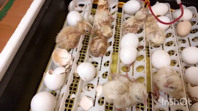НАКОНЕЦ-ТО ОНИ ВЫЛУПИЛИСЬ! СКОЛЬКО ИХ И КАКИЕ ОНИ? САМЫЙ ЛУЧШИЙ И ПРОСТОЙ РЕЖИМ ИНКУБАЦИИ! ☝️🐣🐣🐣🐓