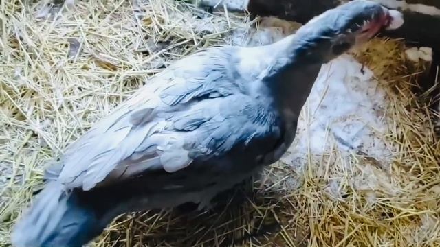 Отзыв о селезне индоуток