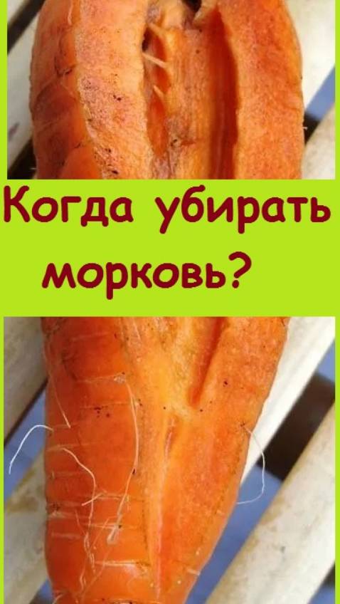 Как узнать, когда пора убирать морковь с грядки?